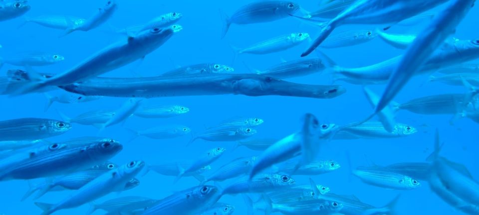 Puerto de la Cruz: Submarine Trip and Beach Stop in Tenerife - Who should book this Tenerife day trip (and who might not)