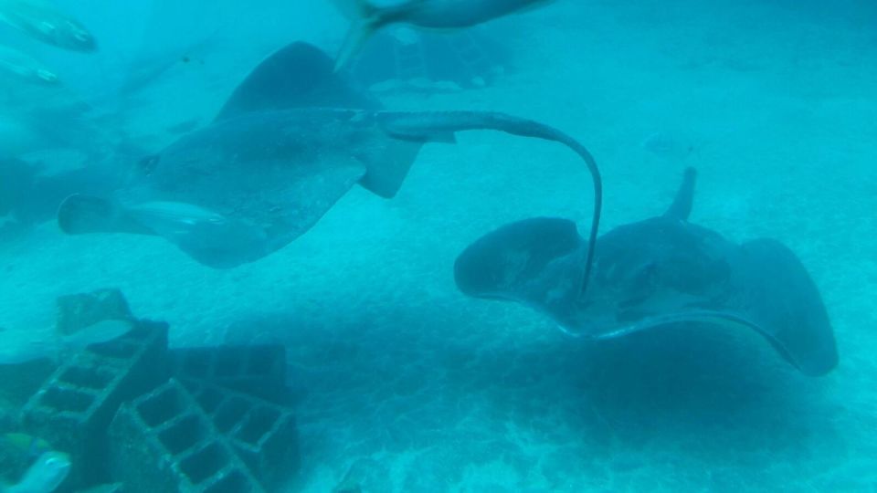 Puerto de la Cruz: Submarine Trip and Beach Stop in Tenerife - Should you book the Puerto de la Cruz submarine + Las Américas day?