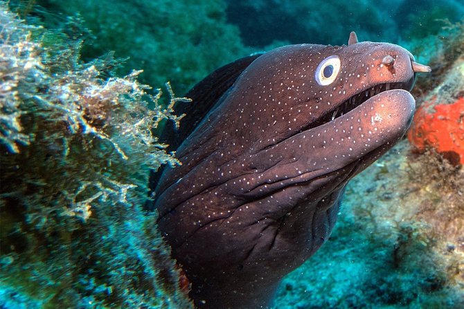 RECREATIONAL DIVE (certified divers only) : Explore Canarian Sealife - Las Galletas meeting point: easy start, no drama