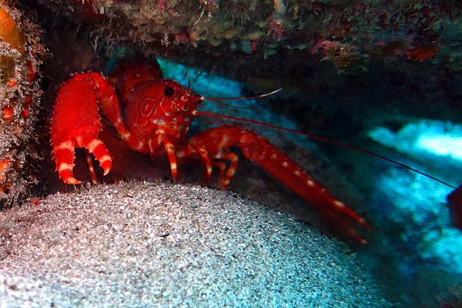 RECREATIONAL DIVE (certified divers only) : Explore Canarian Sealife - Canarian marine life: what you can actually expect to spot
