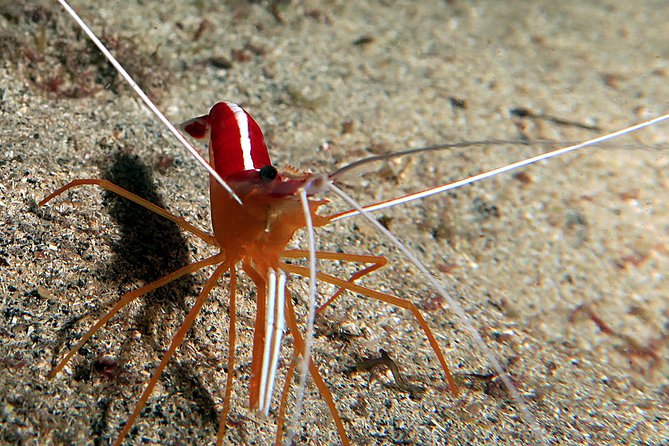 RECREATIONAL DIVE (certified divers only) : Explore Canarian Sealife - Photos, coffee/tea, and gear: the extras that add real value