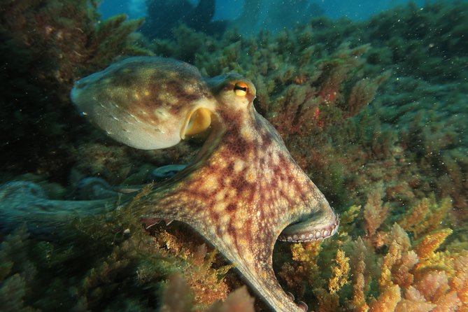 RECREATIONAL DIVE (certified divers only) : Explore Canarian Sealife - Price check: is $114.93 fair for what you get?