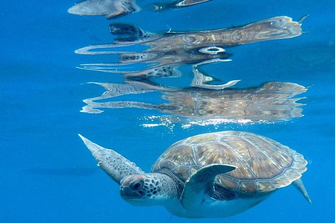 RECREATIONAL DIVE (certified divers only) : Explore Canarian Sealife - What’s not included (and what to plan for)