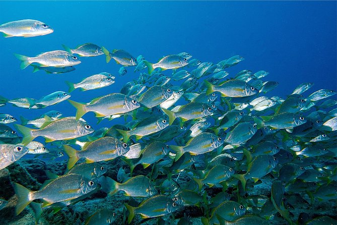 RECREATIONAL DIVE (certified divers only) : Explore Canarian Sealife - Two sites in one 3-hour window: where the value comes from