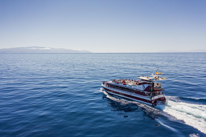 Royal Delfin - 2Hour Sustainable Dolphin & Whale Watching Mini Cruise - Key things to know before you go