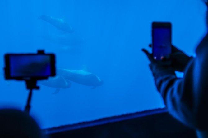 Royal Delfin - 2Hour Sustainable Dolphin & Whale Watching Mini Cruise - Where the cruise starts (and how to time your day)