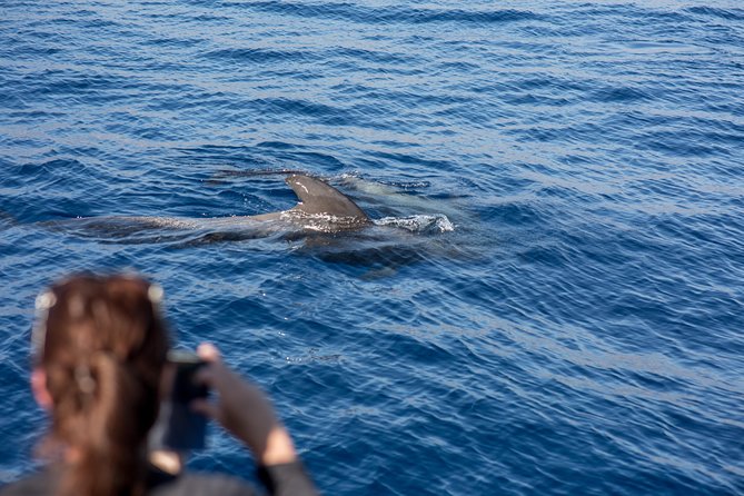 Royal Delfin - 2Hour Sustainable Dolphin & Whale Watching Mini Cruise - How good are your odds for whales and dolphins?