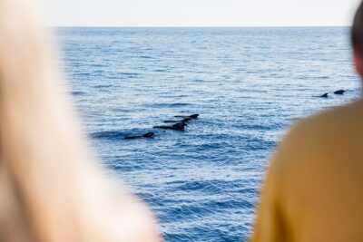 Royal Delfin - 4'5H Dolphin & Whale Watching - Los Gigantes Masca - Lunch & Swim - Setting sail from Playa de las Américas toward Los Gigantes