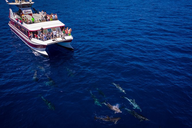 Royal Delfin - 4'5H Dolphin & Whale Watching - Los Gigantes Masca - Lunch & Swim - Food, drinks, and onboard comfort that actually affect your day
