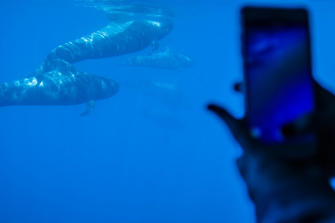 Royal Delfin - 4'5H Dolphin & Whale Watching - Los Gigantes Masca - Lunch & Swim - Who should book Royal Delfin (and who should think twice)