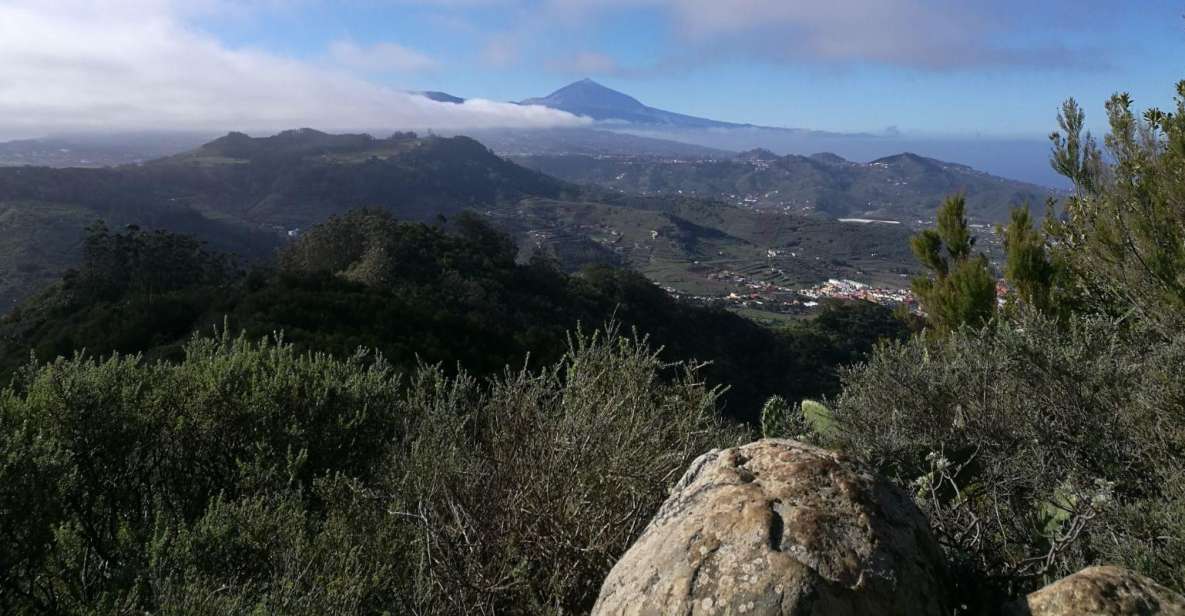 Santa Cruz de Tenerife: 2-Hour Hiking Tour in Anaga Forest - Key highlights you’ll actually feel