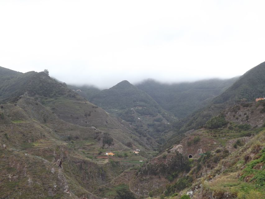 Santa Cruz de Tenerife: 2-Hour Hiking Tour in Anaga Forest - Why the Anaga Forest feels like another world