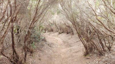 Santa Cruz de Tenerife: 2-Hour Hiking Tour in Anaga Forest - The 2.5-hour pace: what a beginner-friendly hike really means
