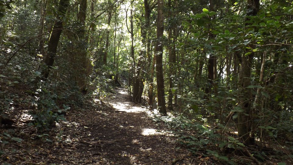 Santa Cruz de Tenerife: 2-Hour Hiking Tour in Anaga Forest - Laurel forest sights: shade, birds, and Canarian architecture
