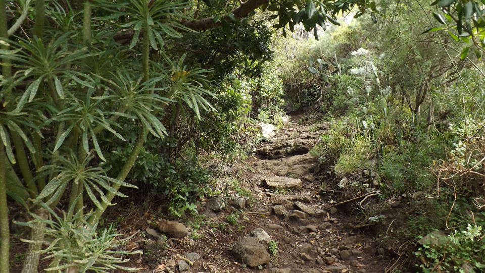 Santa Cruz de Tenerife: 2-Hour Hiking Tour in Anaga Forest - Where you meet and how to plan your start