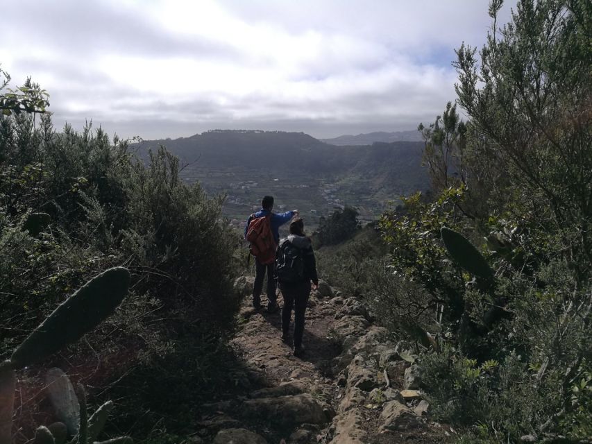 Santa Cruz de Tenerife: 2-Hour Hiking Tour in Anaga Forest - Who this hike suits best (and who should skip it)