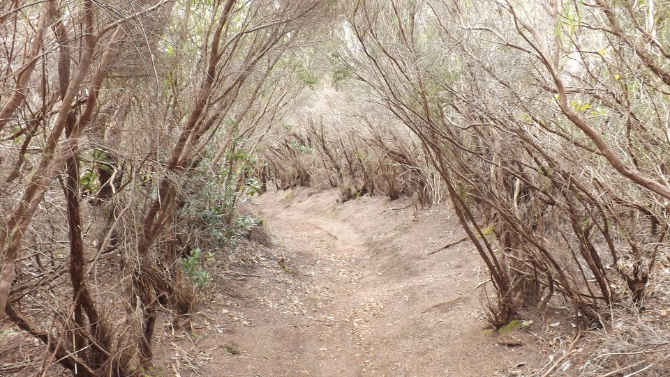Santa Cruz de Tenerife: 2-Hour Hiking Tour in Anaga Forest - The 2.5-hour pace: what a beginner-friendly hike really means