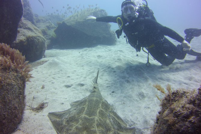 Scuba Diving Beginner's Session in Costa Adeje - Sea Life in Costa Adeje: The Fun Part, With a Visibility Reality Check