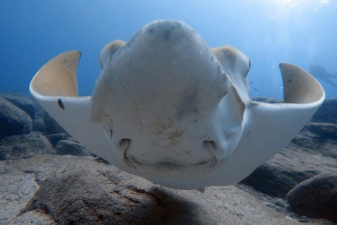 Scuba Diving for Certified Divers in Costa Adeje - Quick hits for certified scuba time in Costa Adeje