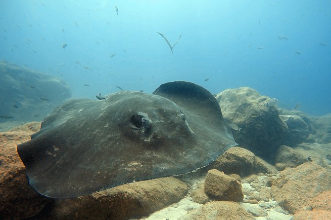 Scuba Diving for Certified Divers in Costa Adeje - Getting to the Water: What the Costa Adeje Start Feels Like