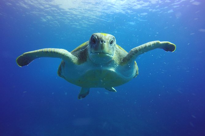 Scuba Diving for Certified Divers in Costa Adeje - How the Speedboat and Site Choice Affect Your Visibility