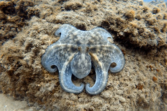 Scuba Diving for Certified Divers in Costa Adeje - Price and Value: What $66.37 Gets You (and What It Doesn’t)