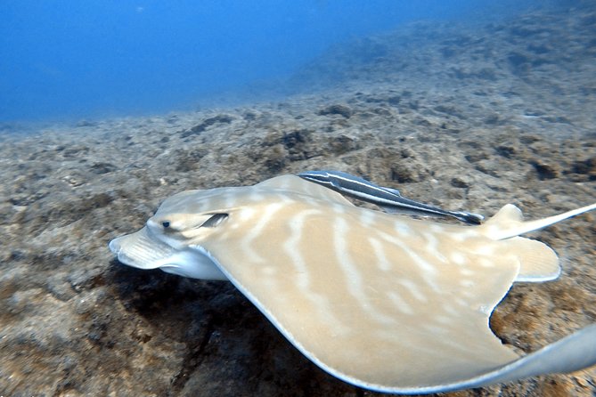 Scuba Diving for Certified Divers in Costa Adeje - Small Group Size (Max 10) Means Real Attention
