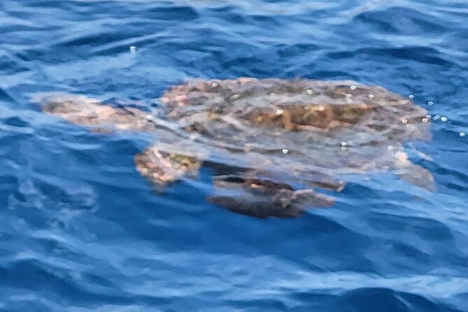 SEA SAFARI Dolphins, Whales, 3h speedboat DISCOVERY-TOUR - Snorkeling and Swimming in a Local Cala (With Gear Included)