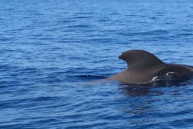 SEA SAFARI Dolphins, Whales, 3h speedboat DISCOVERY-TOUR - Snacks, Drinks, and the Human Side of a Wildlife Trip