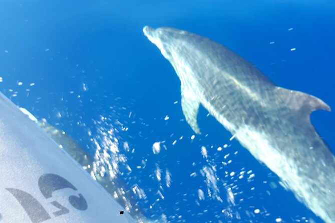 SEA SAFARI Dolphins, Whales, 3h speedboat DISCOVERY-TOUR - Where the Crew Looks: Whales and Dolphins Near South Tenerife