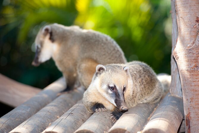 Skip the Line: Jungle Park Tenerife Entrance Ticket - Jungle Park Tenerife: the rainforest walk with real animal star power