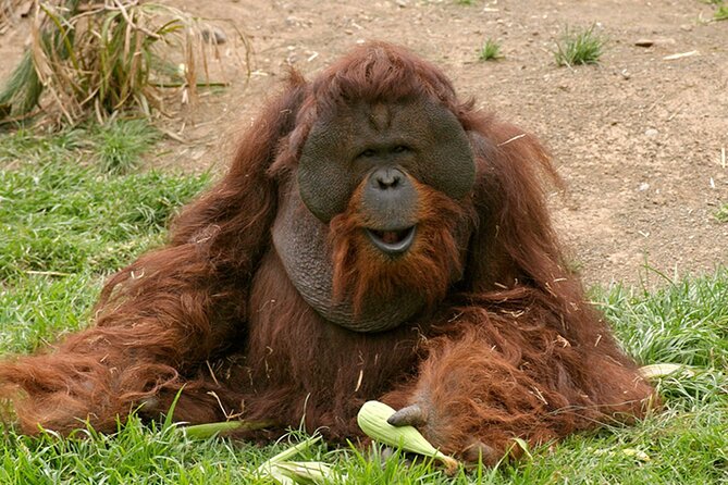 Skip the Line: Jungle Park Tenerife Entrance Ticket - Big cats, orangutans, reptiles, and penguins: what the jungle layout changes