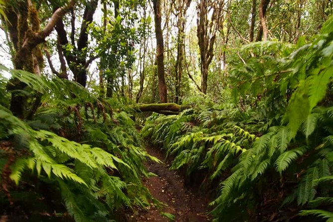 Small Group Guided Hiking in Anaga Rural Park in Tenerife - Key Highlights I’d Plan Around