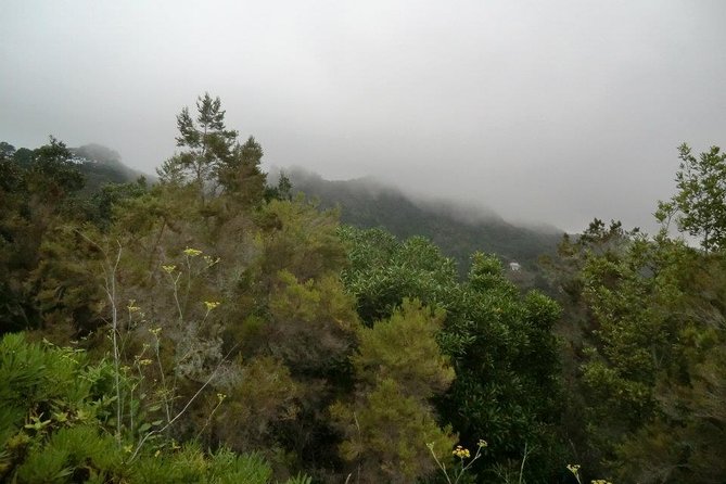 Small Group Guided Hiking in Anaga Rural Park in Tenerife - Getting There: Cafetería Carmita and the 10:00 Start