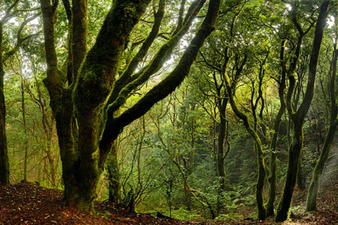 Small Group Guided Hiking in Anaga Rural Park in Tenerife - Price and Value: What $67 Buys You in Real Terms