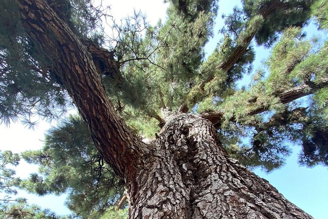 Small Group Teide National Park Volcanic and Forest Wonders - Los Roques de García: the stop that feels like Mars