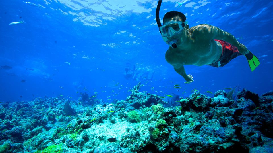 South Tenerife: Guided Snorkeling - Why South Tenerife shore snorkeling is such an easy win