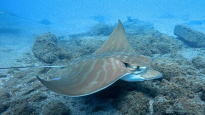 South Tenerife: Guided Snorkeling - The 2-hour flow: from hotel pick-up to towel-and-drop-off