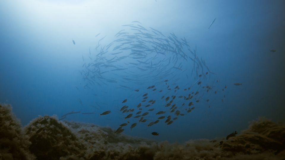 South Tenerife: Guided Snorkeling - Who this guided snorkeling session fits best