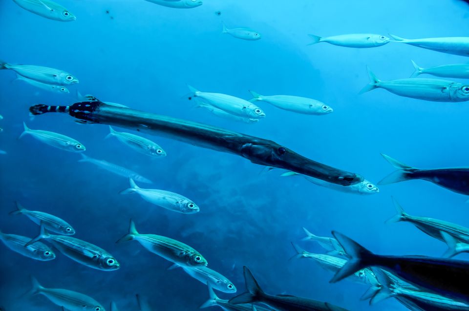 Southern Tenerife: 50-Minute Submarine Dive - Bus Transfer in Southern Tenerife: Making It Easy
