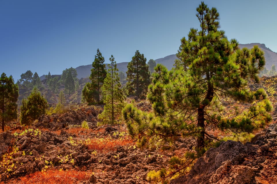 Teide: Guided Sunset & Stargazing Tour by Night with Dinner - Why Mount Teide night skies feel different