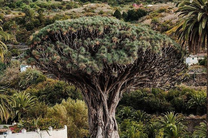 Teide-Icod-Garachico-Masca (Most popular bus tour in Tenerife) - Stop 2: El Drago Milenario in Icod de los Vinos