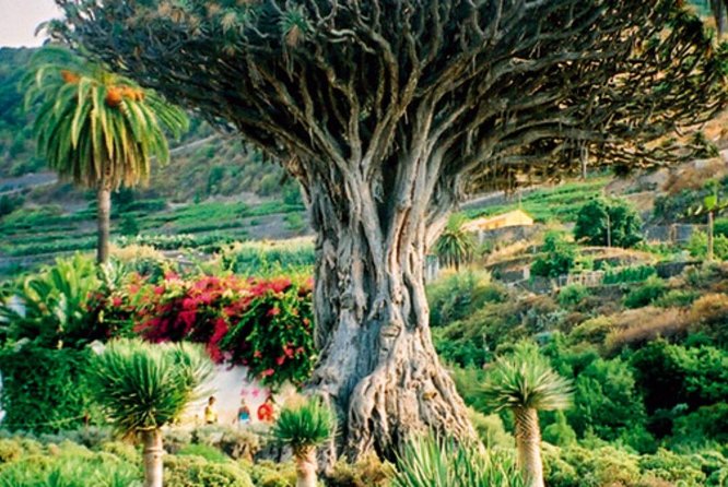 Teide-Icod-Garachico-Masca (Most popular bus tour in Tenerife) - Stop 3: Piscinas Naturales El Caletón and Garachico’s lava story