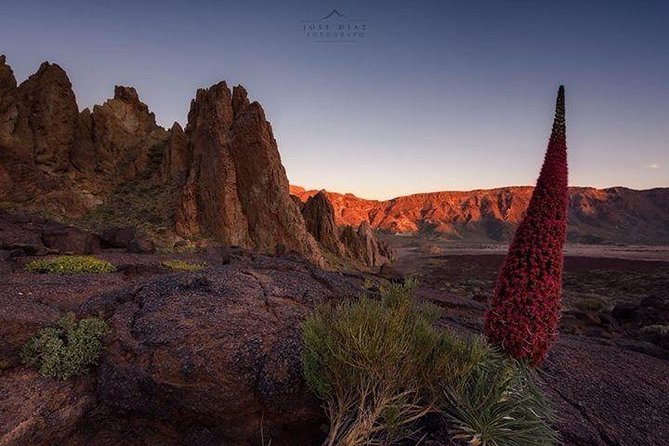 Teide-Icod-Garachico-Masca (Most popular bus tour in Tenerife) - The bus ride: comfort, group size, and audio reality checks