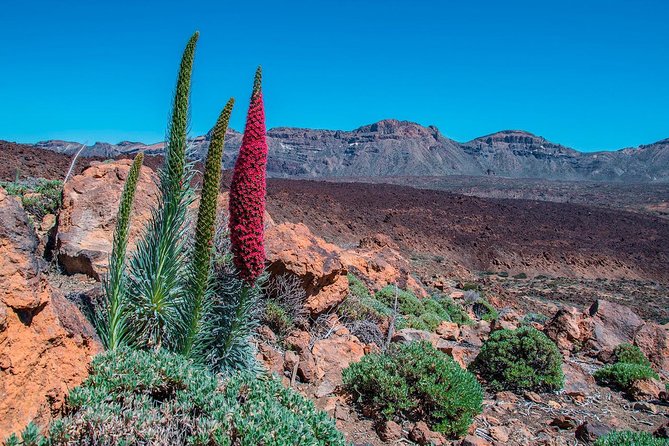 Teide National Park Half Day Tour with Hotel Pick up - Price and What You’re Really Paying For