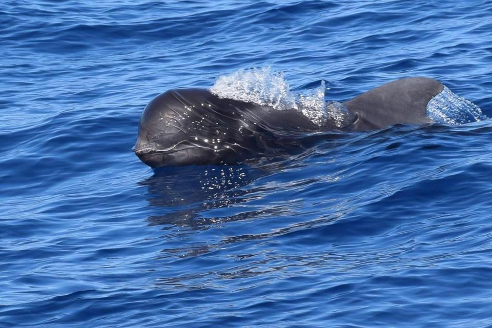 Tenerife: 3 &-6 Hour Private Whale & Dolphin Watching - Key Things I’d Plan Around