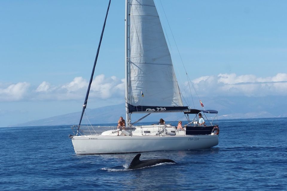 Tenerife: 3 &-6 Hour Private Whale & Dolphin Watching - Sailing Out of Puerto Colón Marina on the Gran Azor