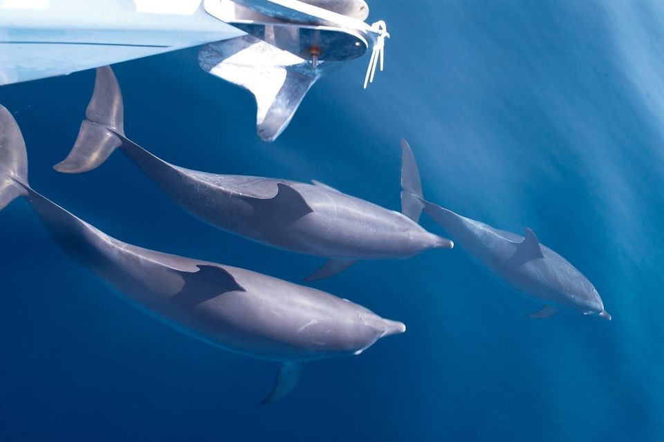 Tenerife: 3 &-6 Hour Private Whale & Dolphin Watching - The South-Coast Cruise: Views, Coast-Tour Time, and Real Marine Life