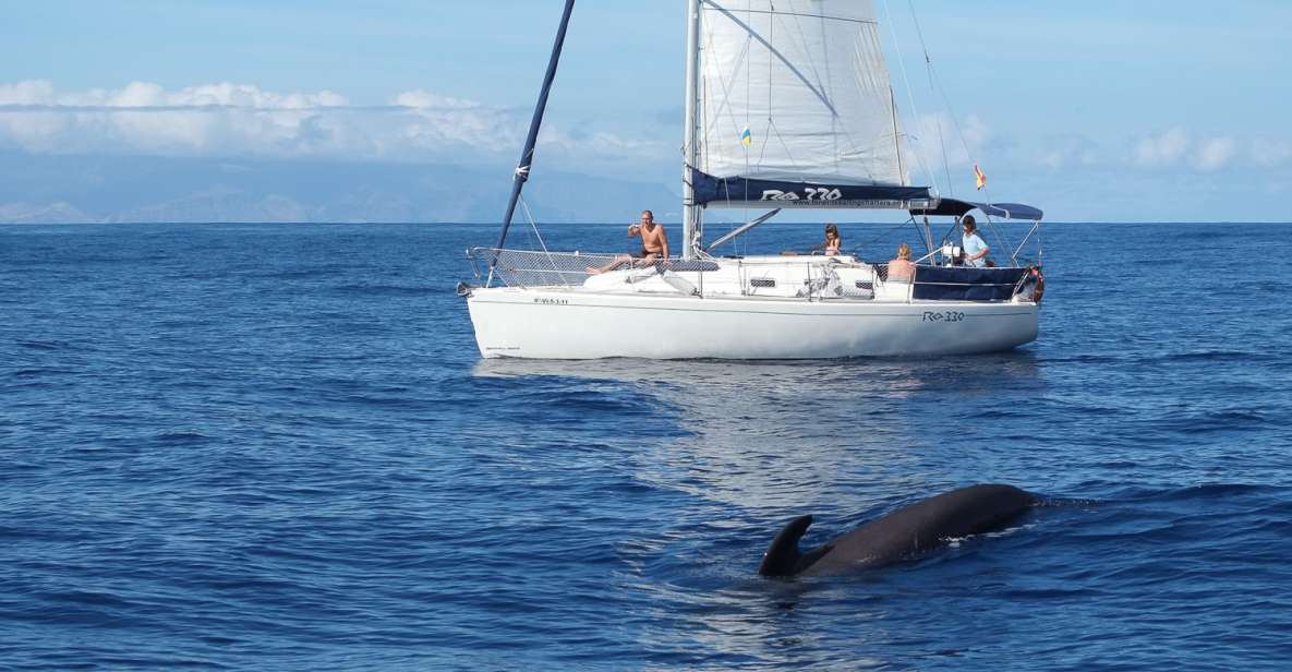 Tenerife: 3 &-6 Hour Private Whale & Dolphin Watching - What You Can Expect to See (and How to Read the Day)