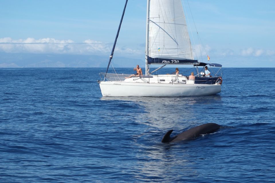 Tenerife: 3 &-6 Hour Private Whale & Dolphin Watching - Why the Whale and Dolphin Sonar Changes the Whole Game